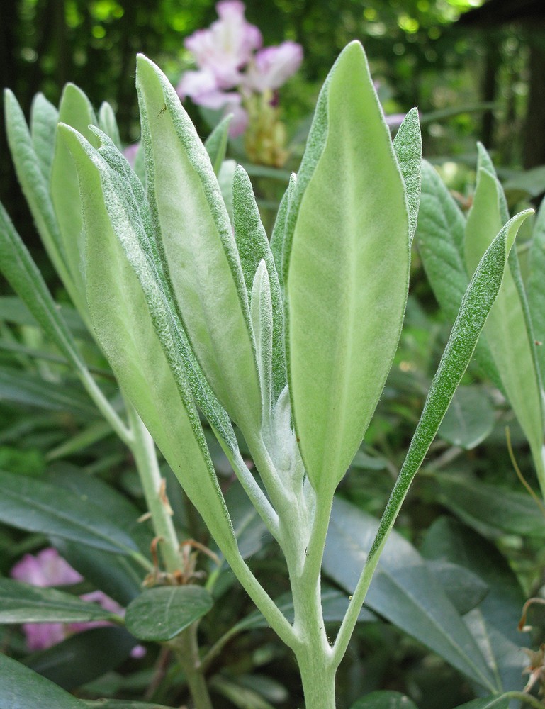 Image of Rhododendron smirnowii specimen.