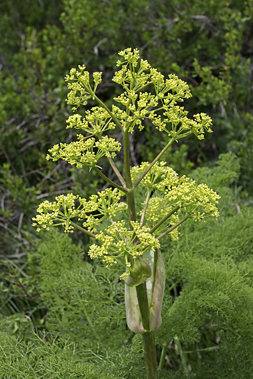 Изображение особи Ferula tenuisecta.