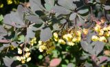 Berberis × ottawensis. Ветвь с соцветиями и листьями. Подмосковье, г. Одинцово, парковая зона. Июнь 2012 г.