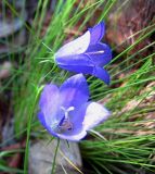 Campanula rotundifolia