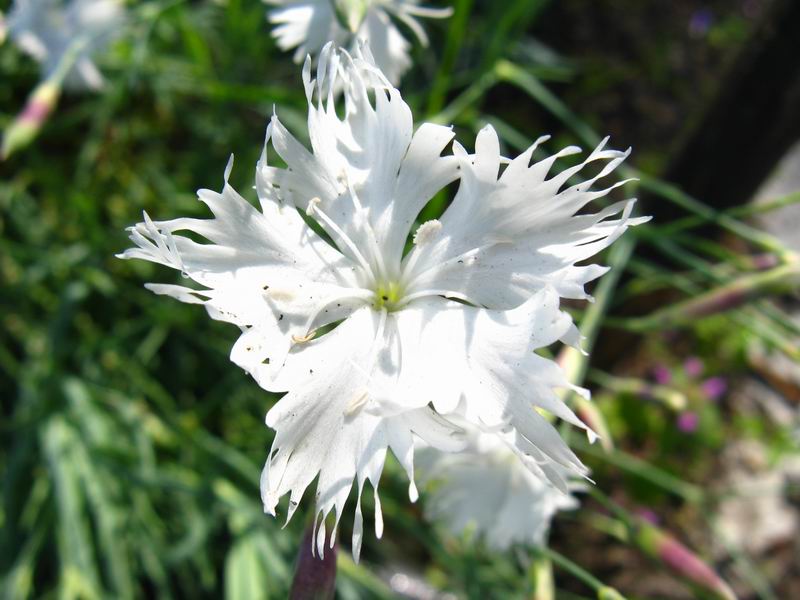 Image of Dianthus arenarius specimen.