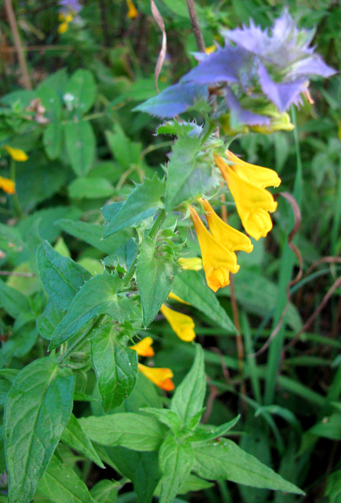 Image of Melampyrum nemorosum specimen.