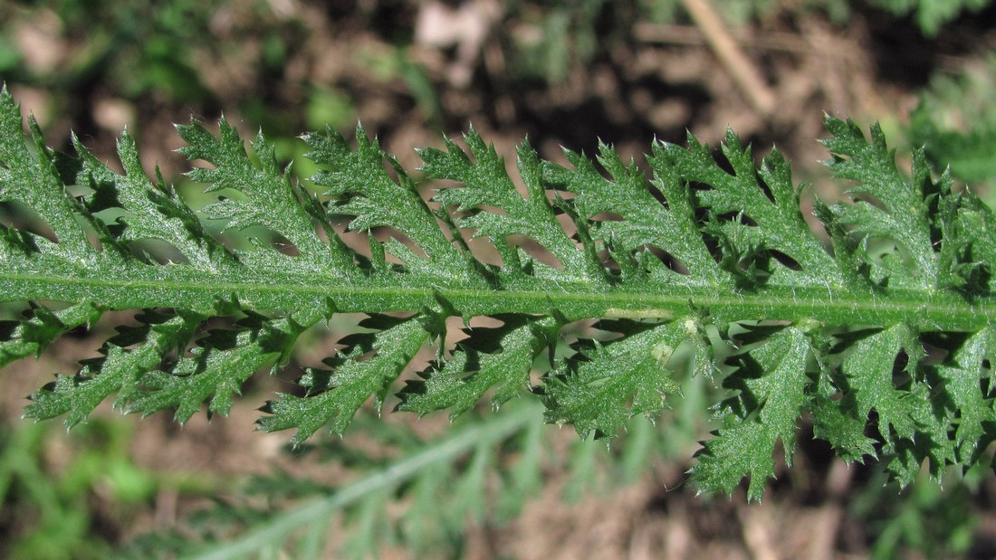 Изображение особи Achillea inundata.