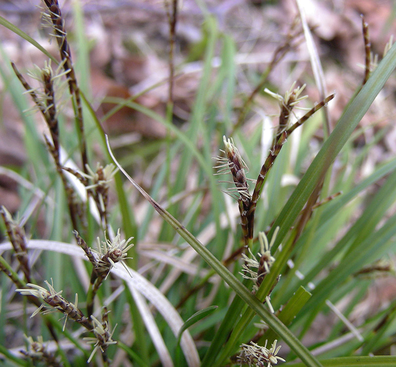 Image of Carex digitata specimen.