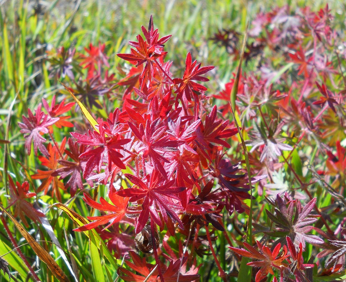 Image of Geranium sanguineum specimen.