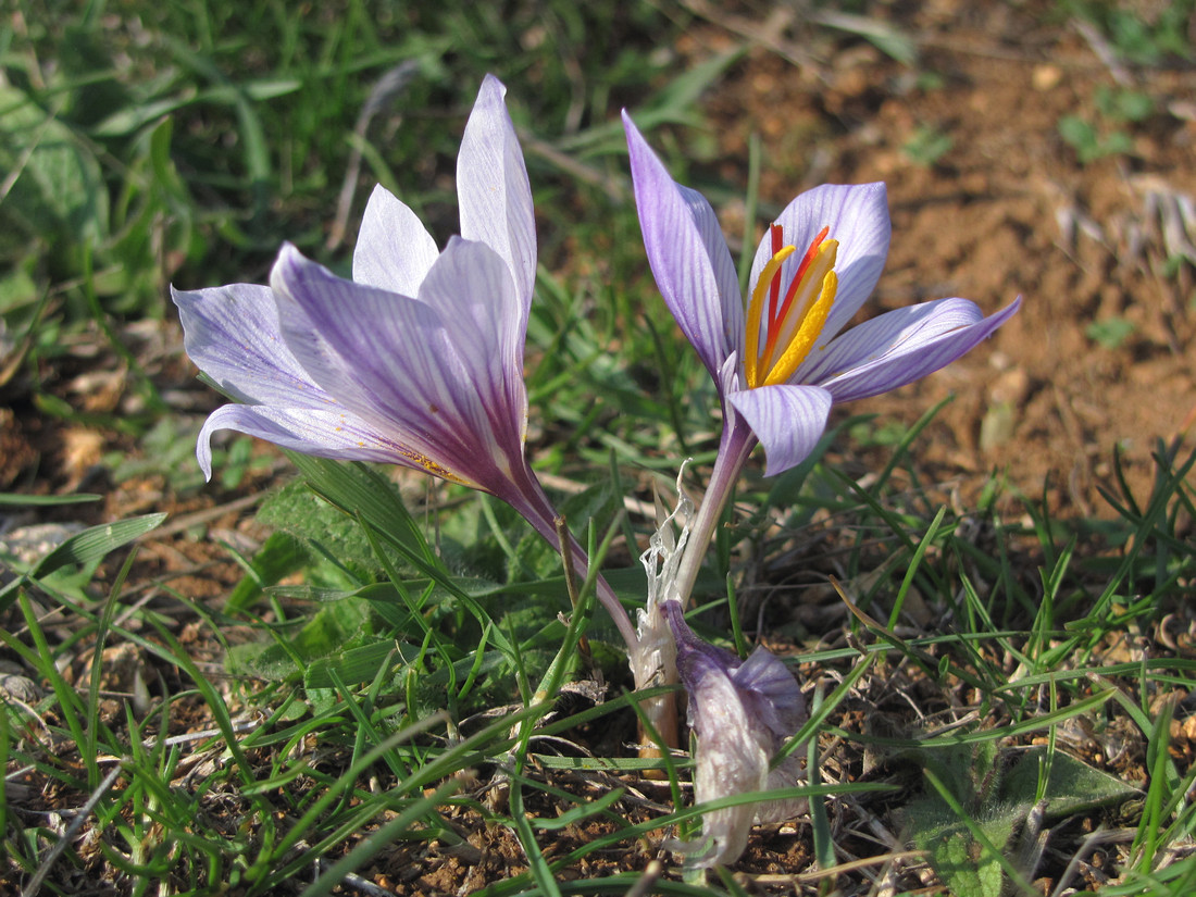 Изображение особи Crocus pallasii.