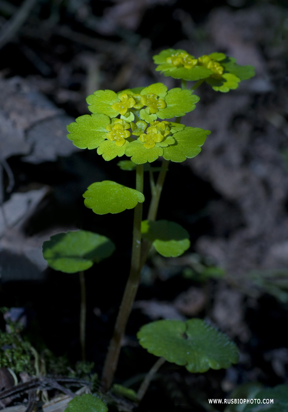 Image of Chrysosplenium alternifolium specimen.