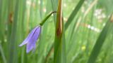 Campanula aristata