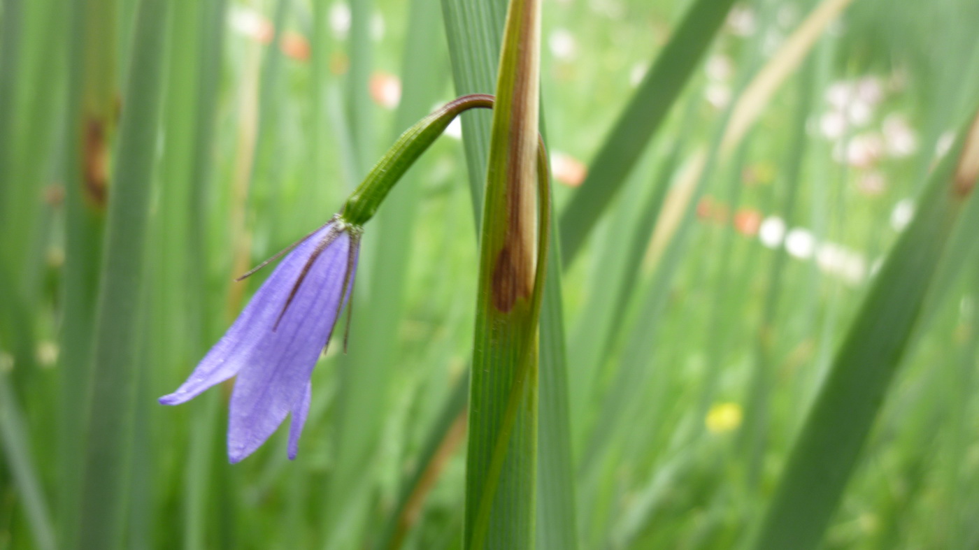 Image of Campanula aristata specimen.