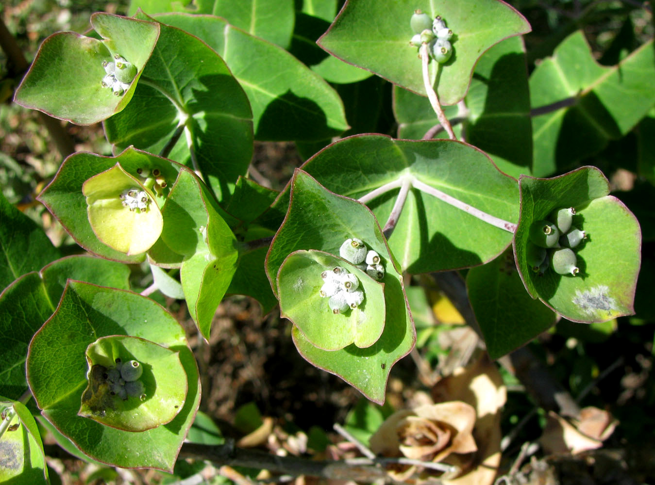 Image of Lonicera implexa specimen.