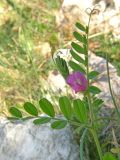 Vicia cordata