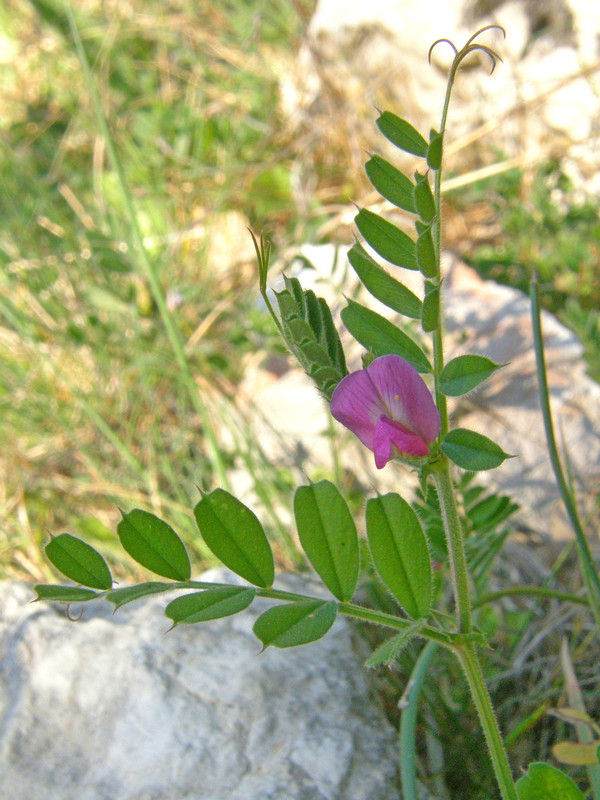 Изображение особи Vicia cordata.