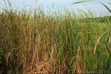 Typha angustifolia