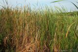 Typha angustifolia