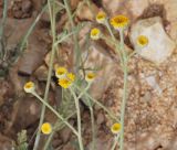 Image of taxon representative. Author is Gideon Pisanty