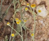 Tanacetum negevensis. Верхушки побегов с соцветиями. Israel, Negev Mountains. 16.04.2010.