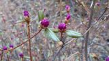 Rhododendron dauricum