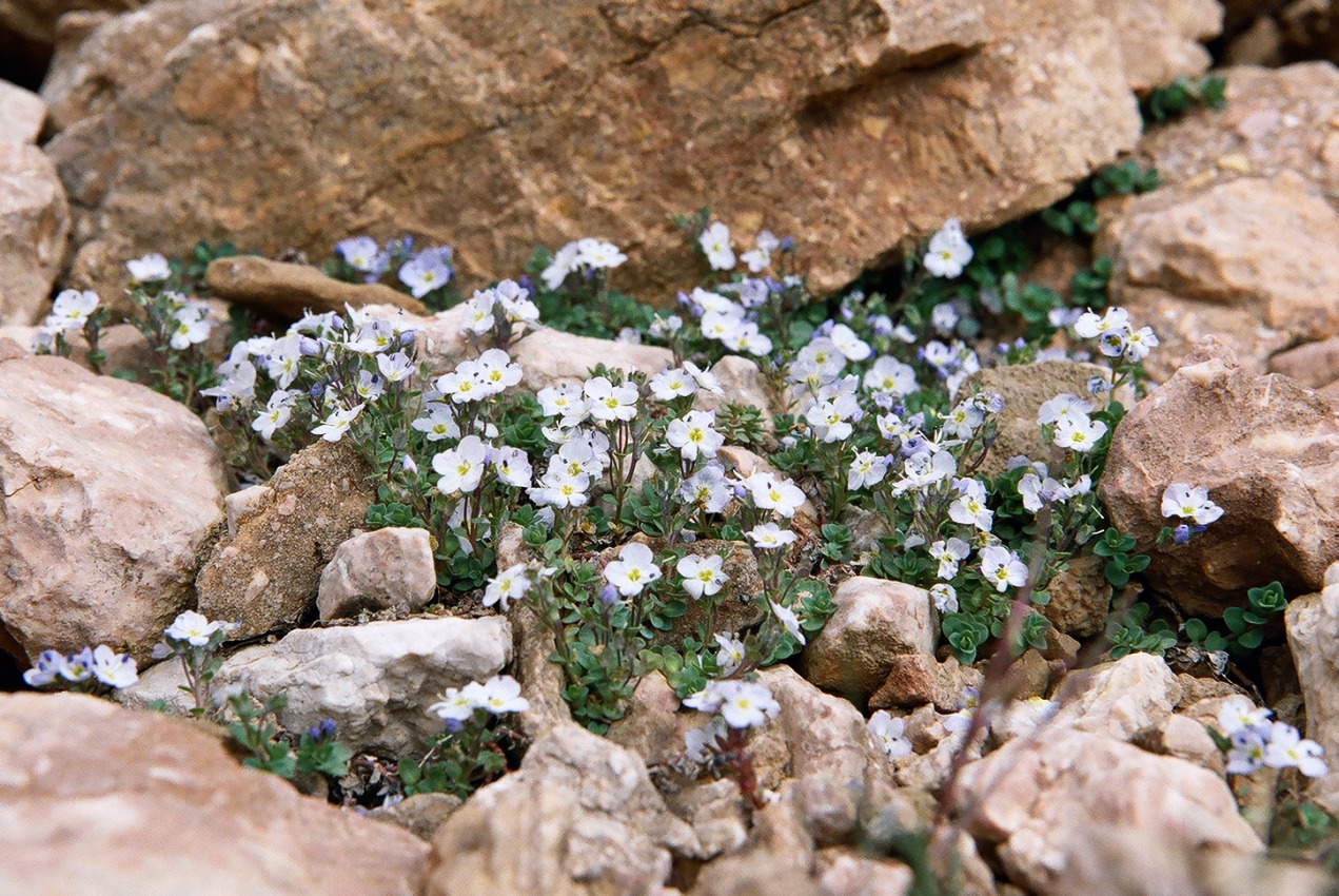 Image of Veronica glareosa specimen.