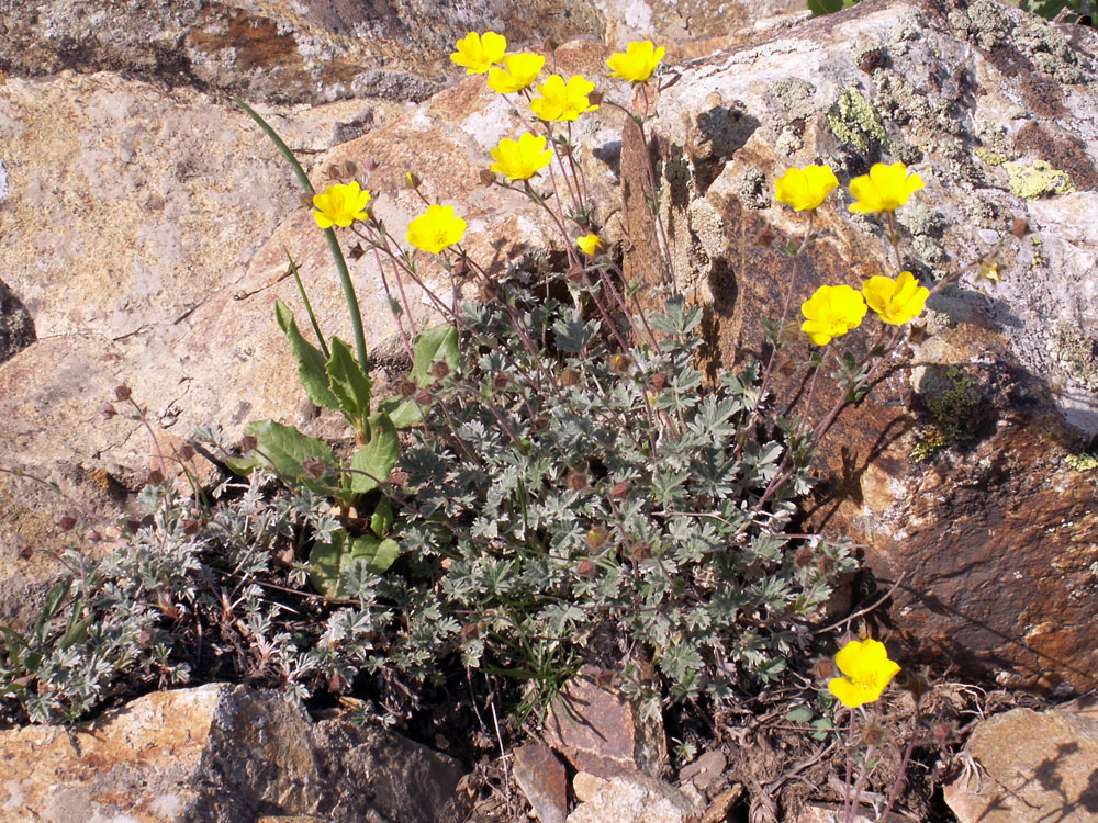 Изображение особи Potentilla pamiroalaica.