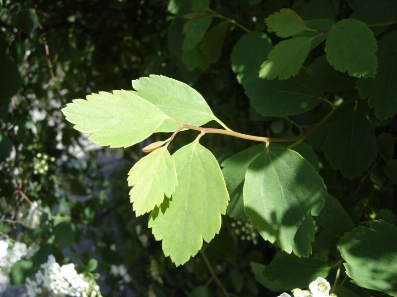 Image of Spiraea &times; vanhouttei specimen.