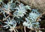 Sedum