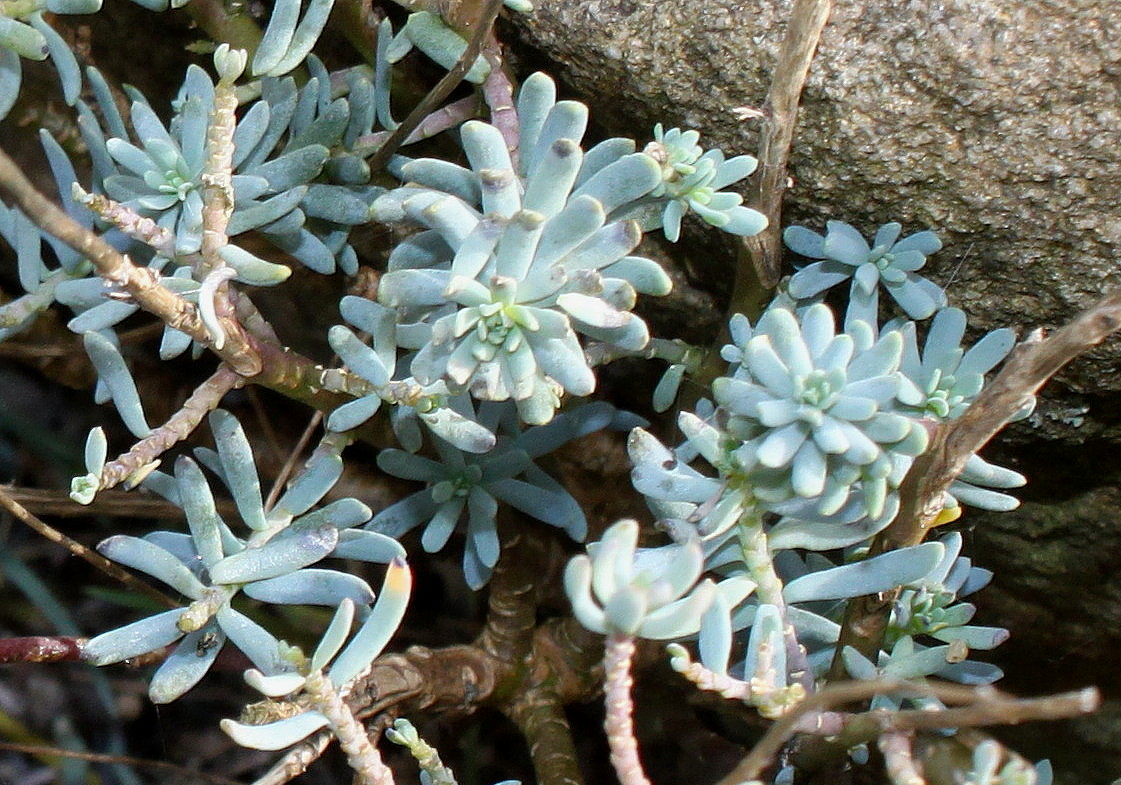 Изображение особи род Sedum.