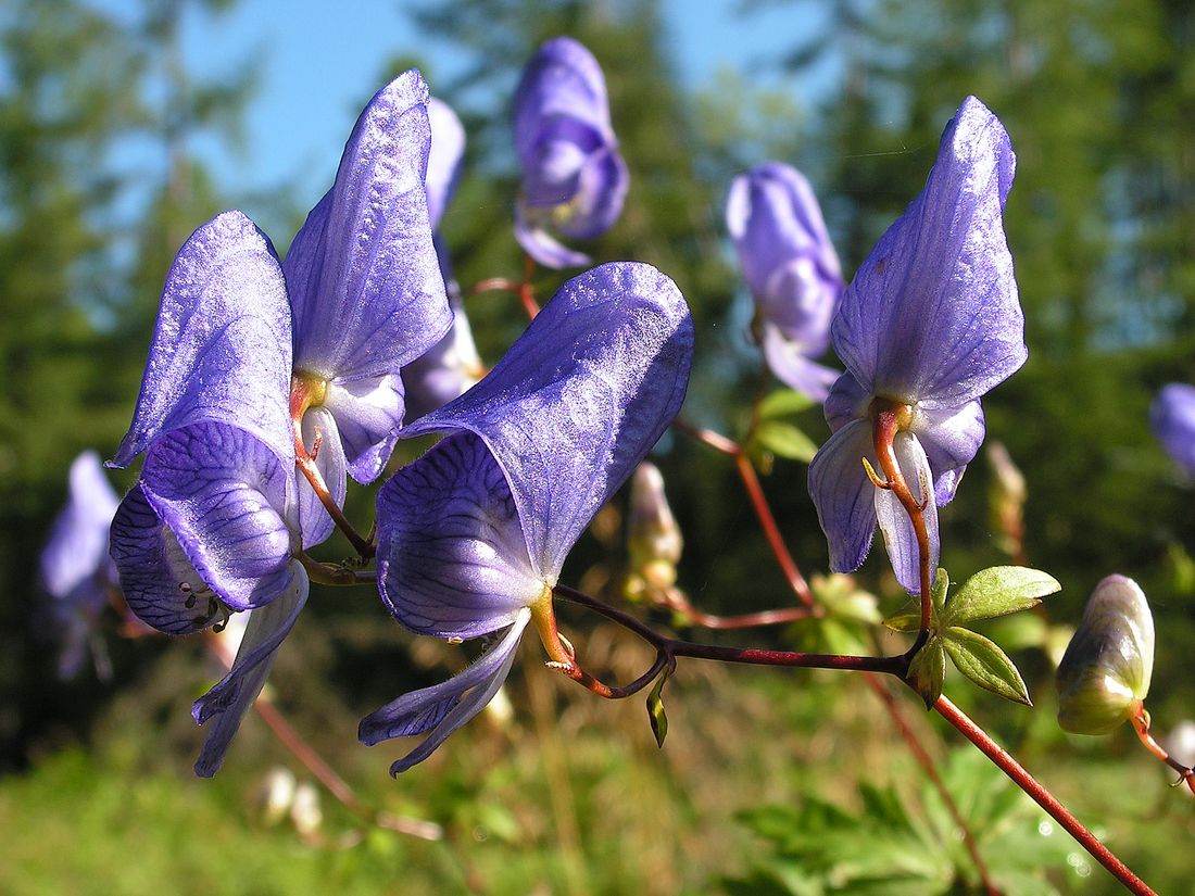 Изображение особи Aconitum sczukinii.