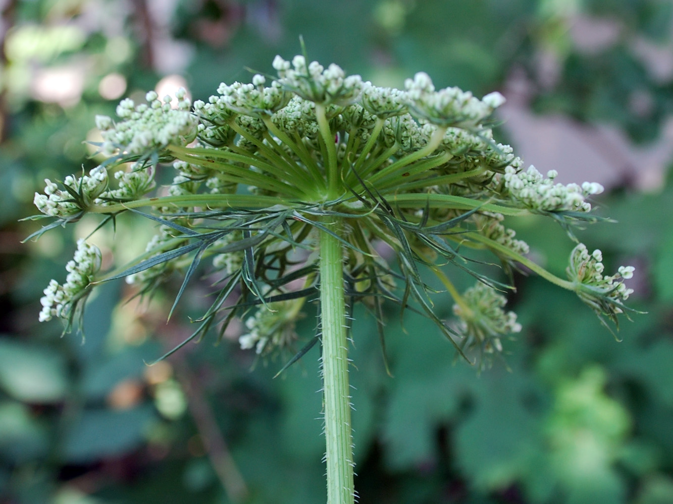 Изображение особи Daucus carota.