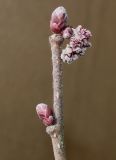 Corylus avellana. Верхушка побега ('Fuscorubra') с покоящимися почками и развивающимся тычиночным соцветием. Германия, г. Кемпен, у прогулочной дорожки. 22.03.2013.