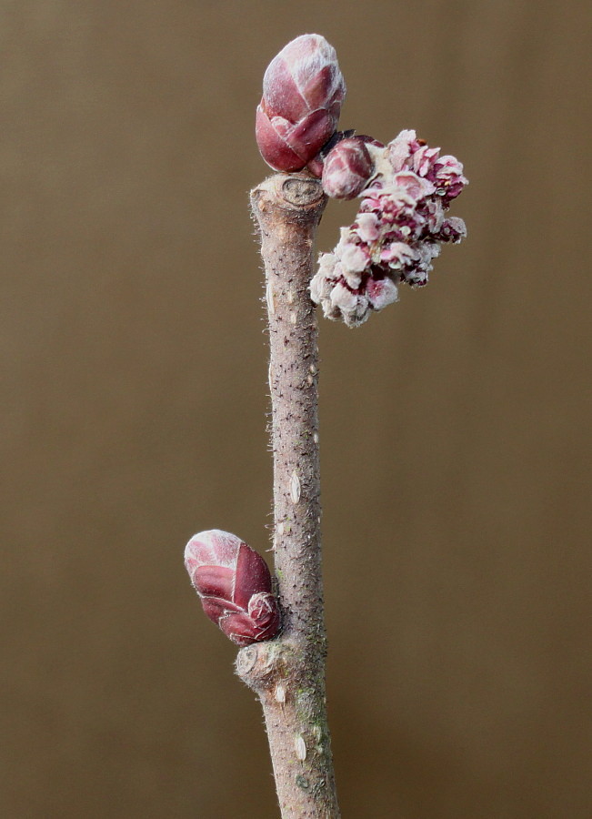 Image of Corylus avellana specimen.