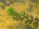 Myriophyllum spicatum