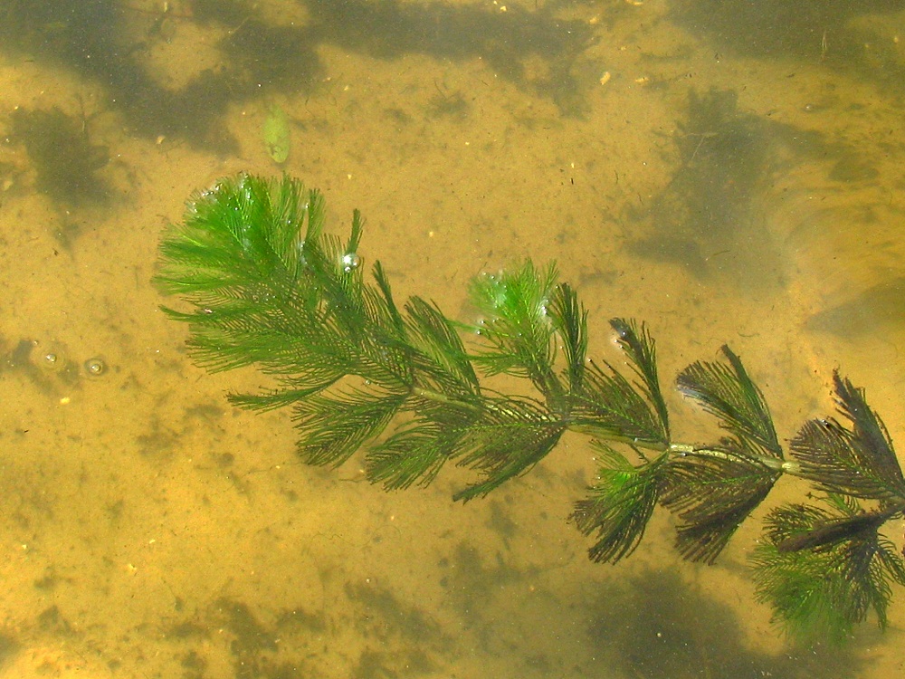 Изображение особи Myriophyllum spicatum.