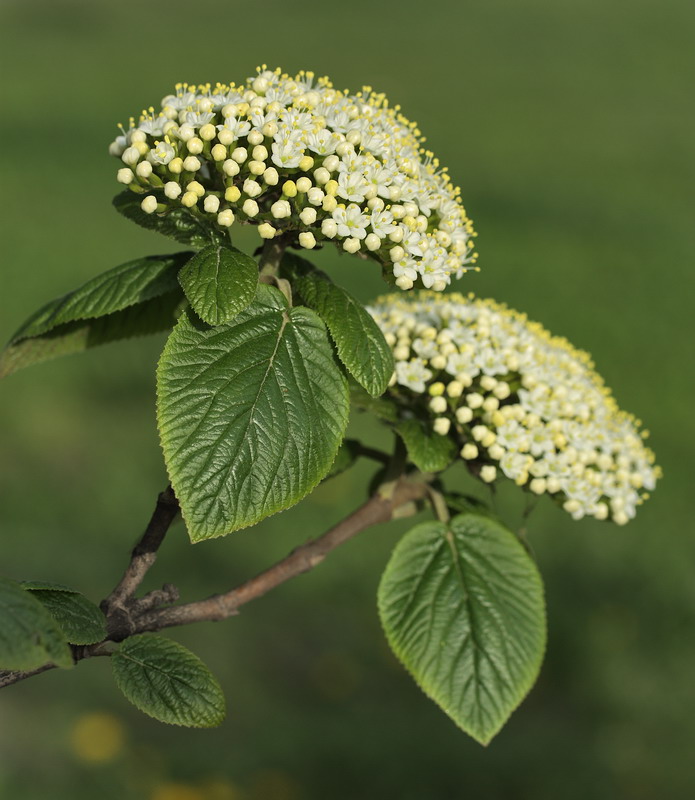 Image of Viburnum lantana specimen.