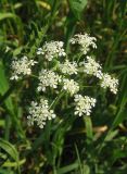 Anthriscus sylvestris. Соцветие. Крым, Карадагский заповедник, биостанция, обочина дороги. 24 апреля 2013 г.