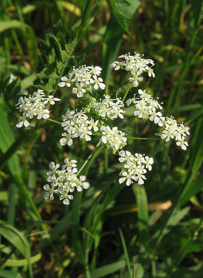 Image of Anthriscus sylvestris specimen.
