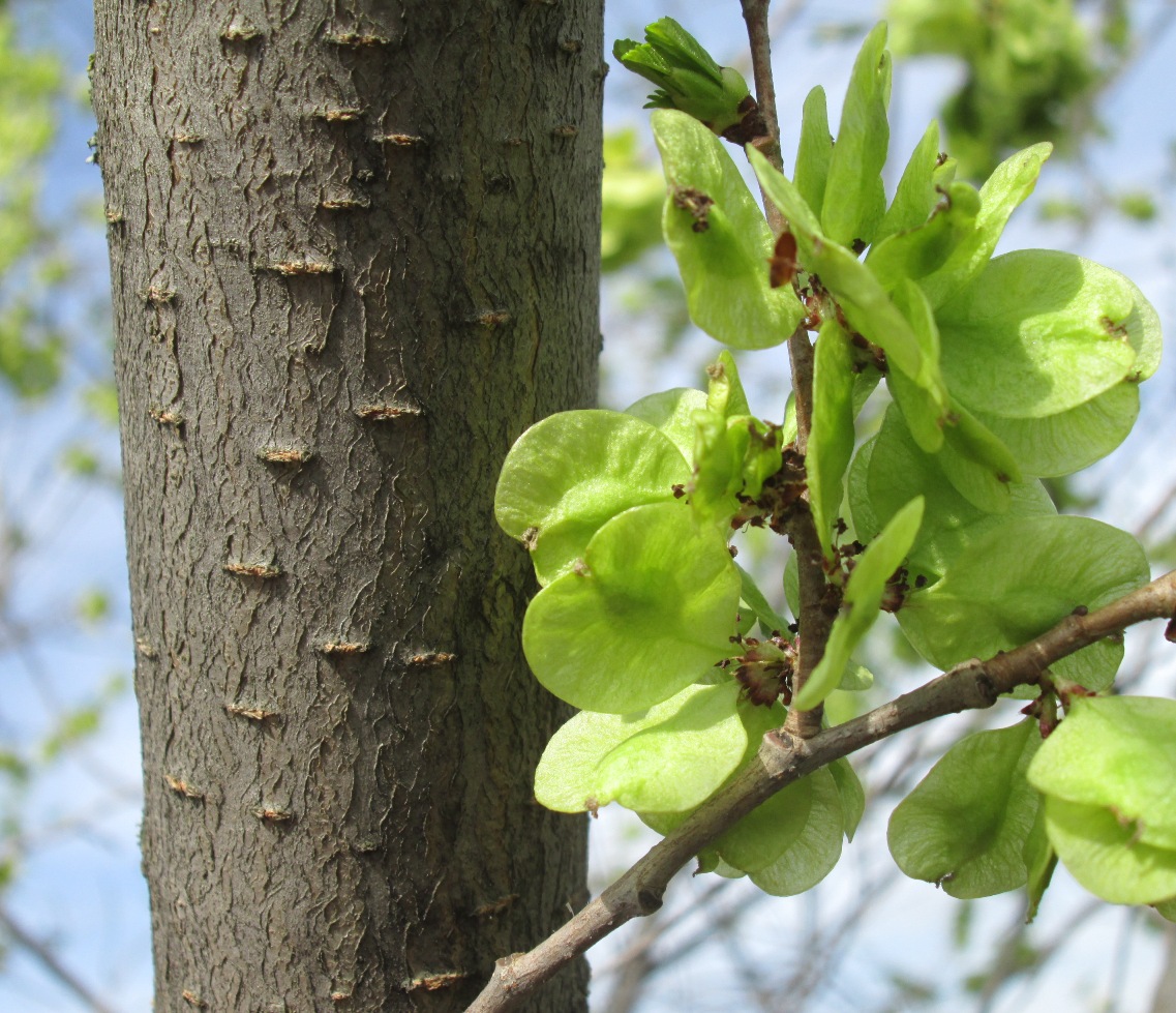 Изображение особи Ulmus pumila.