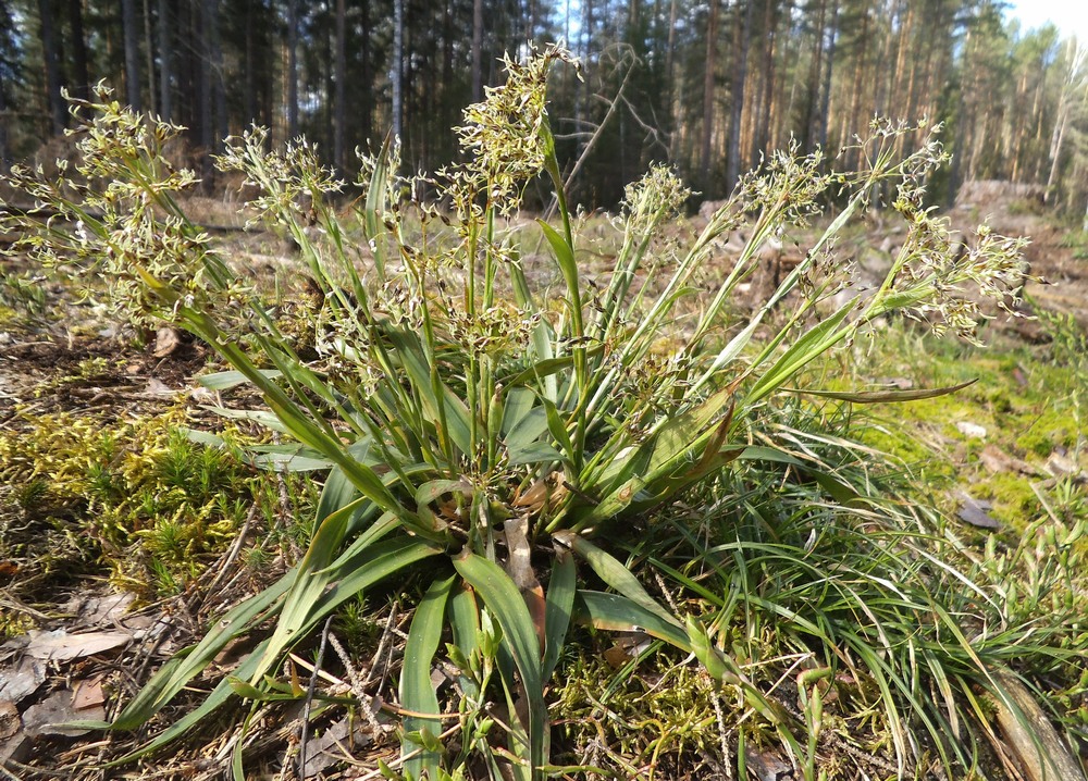 Изображение особи Luzula pilosa.