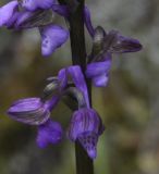 Anacamptis morio ssp. caucasica