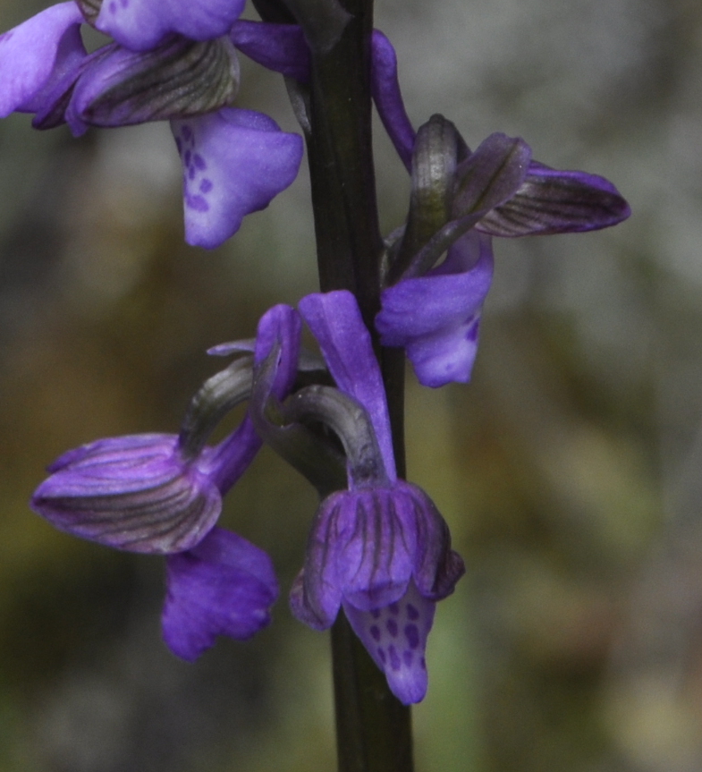 Image of Anacamptis morio ssp. caucasica specimen.