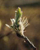 Salix lapponum. Пролиферирующее мужское соцветие. Мурманская обл., Североморский р-н, окр. пос. Росляково. 23.05.2013.