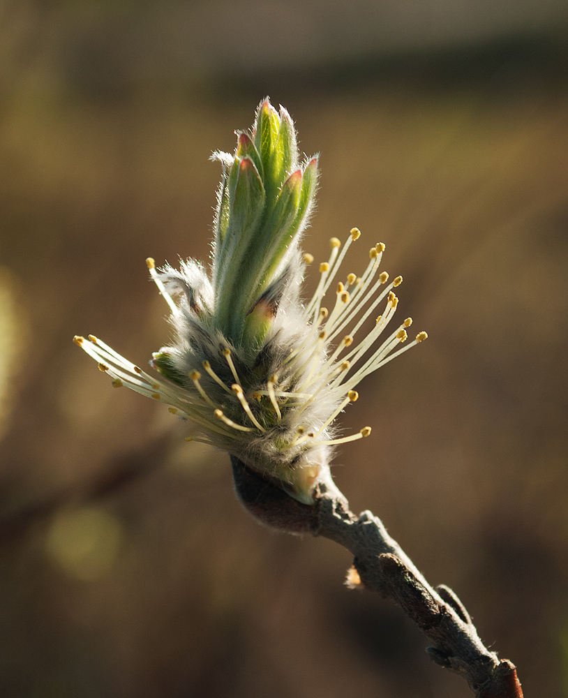 Изображение особи Salix lapponum.