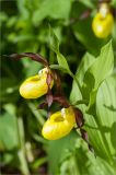 Cypripedium calceolus. Верхушка цветущего растения. Ленинградская обл., Ломоносовский р-н, берег ручья. 01.06.2013.