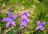 Campanula patula