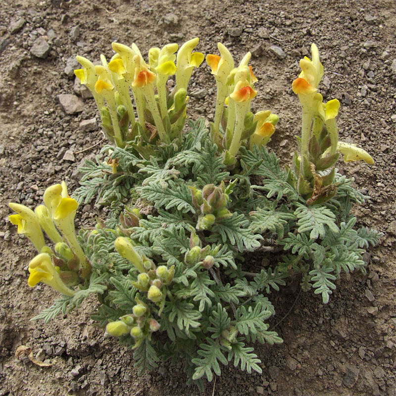 Image of Scutellaria grossheimiana specimen.