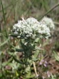 Teucrium capitatum