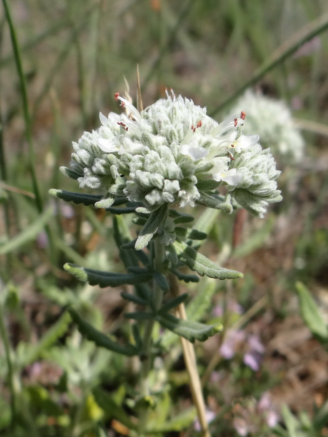 Изображение особи Teucrium capitatum.