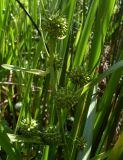Sparganium erectum