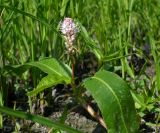 Persicaria amphibia