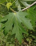 Acer saccharinum. Лист. Украина, Запорожье, рядом с Прибрежной магистралью. 05.05.2013.