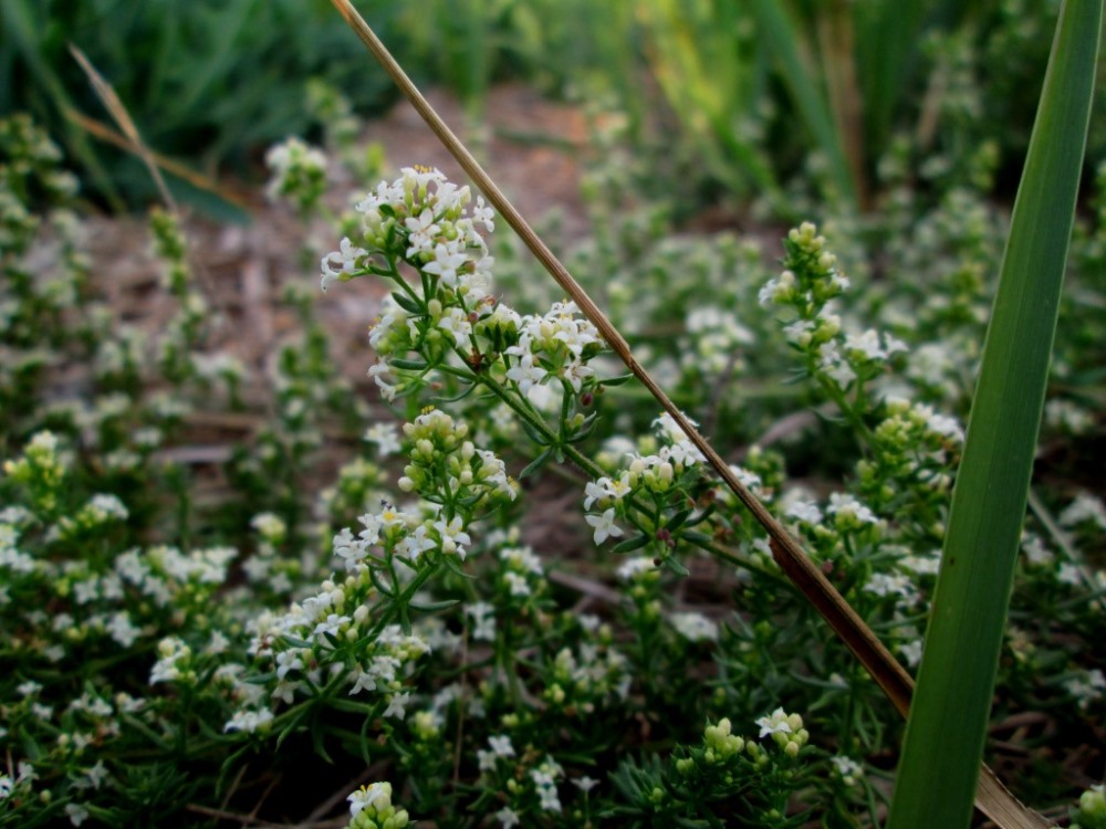 Изображение особи Galium humifusum.